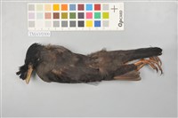 藏品(八哥)的圖片